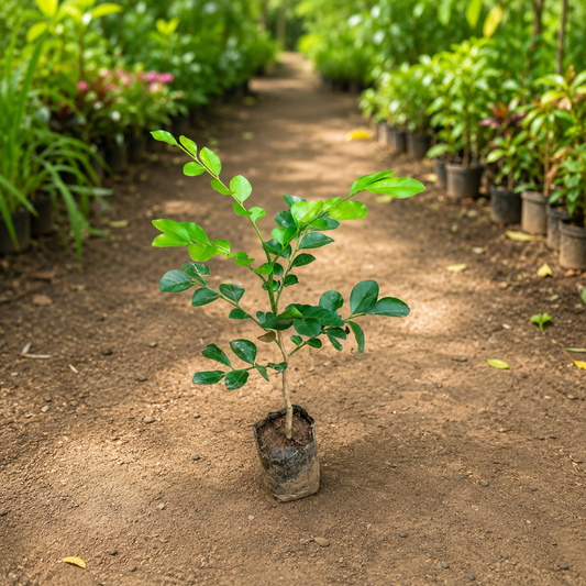 Murraya flower plant in 4 inch polybag