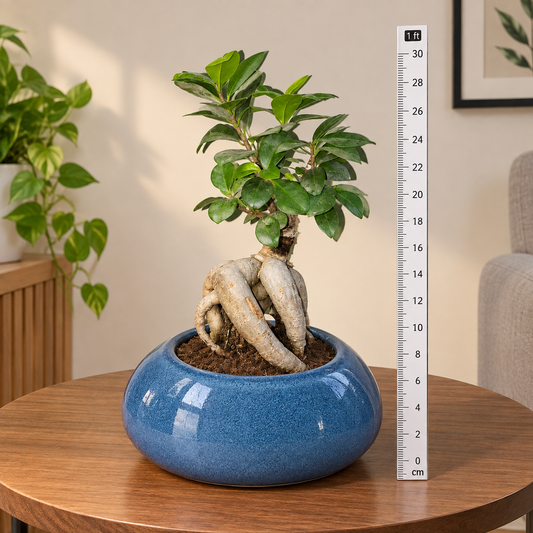 Curved Root Ficus Bonsai Tree with Decorative Pot | Indoor Home & Office Decoration