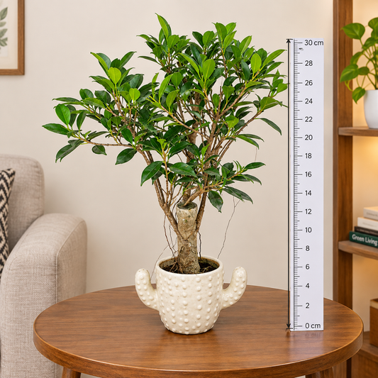 Ficus Ginseng Bonsai Plant Live with Ceramic Pot | Indoor Decorative Bonsai Tree | Lucky Ficus Plant for Home & Office