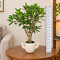 Ficus Ginseng Bonsai Plant Live with Ceramic Pot | Indoor Decorative Bonsai Tree | Lucky Ficus Plant for Home & Office