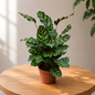 Calathea Plant – Beautiful Striped Indoor Plant