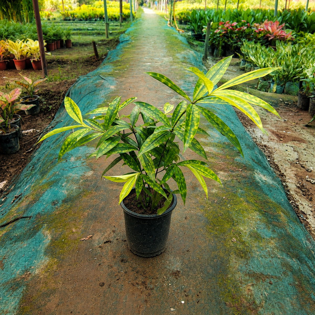 Lucky Bamboo Plant in 5 Inch Nursery Pot | Indoor Plant