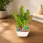 Jade Plant with Colourful Marble in White Decorative 4 inch Pot
