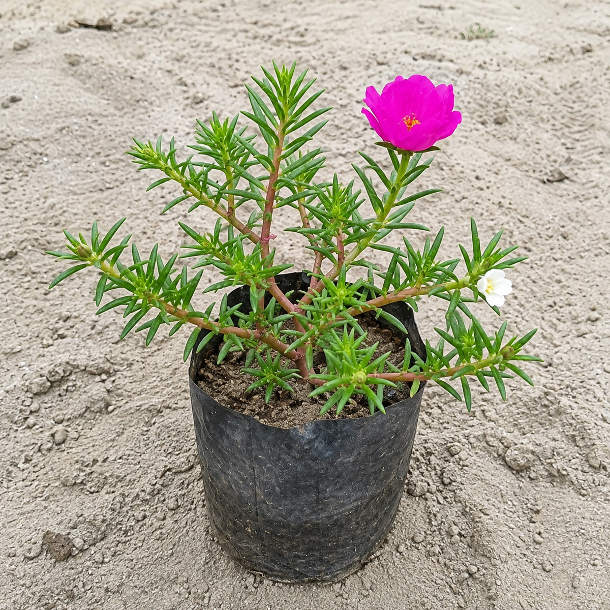 Portulaca plant in 4 inch polybag @1