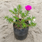 Portulaca plant in 4 inch polybag @1