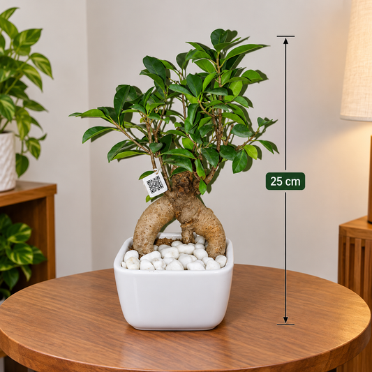 Ficus Bonsai Plant Live | Rooted Trunk Ginseng Ficus Bonsai Tree with Decorative Pot | Indoor Ornamental PlantJ