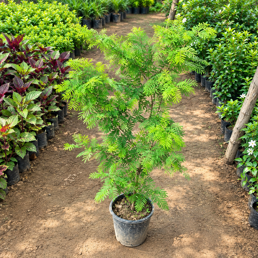 Holy Shami Plant in 6 Inch Nursery Pot | Sacred Shami Tree for Home & Puja