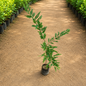 Aamla plant in 6 inch polybag