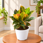 Croton Plant in 8 inch White Pot