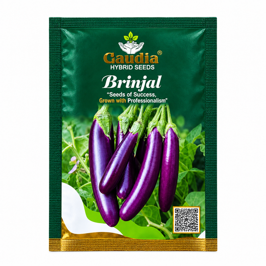 Brinjal Seeds-Hybrid seeds