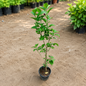 Hibiscus dark Red Flower plant in 6 inch pot