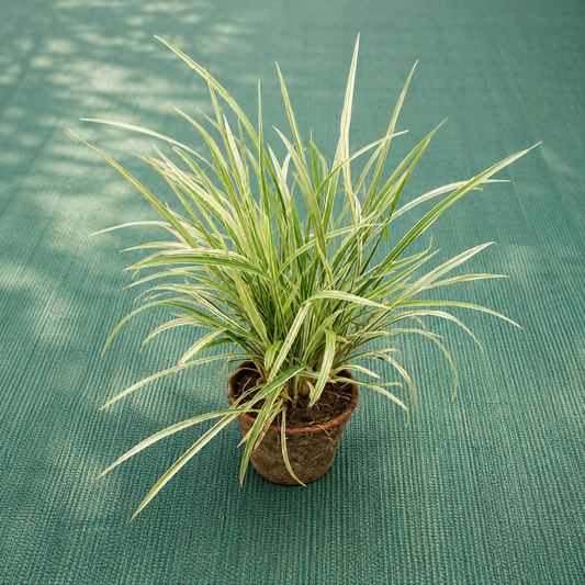 Ribbon grass in 6 inch pot
