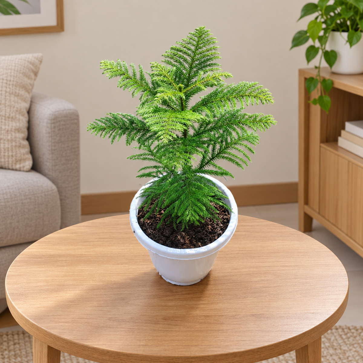 Christmas tree (Araucaria plant) in 8  inch white pot