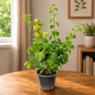 Bougainvillea plant in 10 inch nursery pot