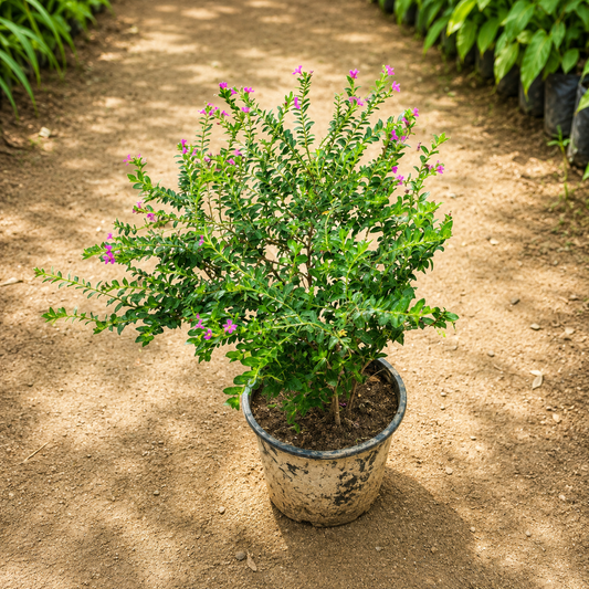 Golden kufiya plant in 6 inch nursery pot