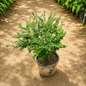Golden kufiya plant in 6 inch nursery pot