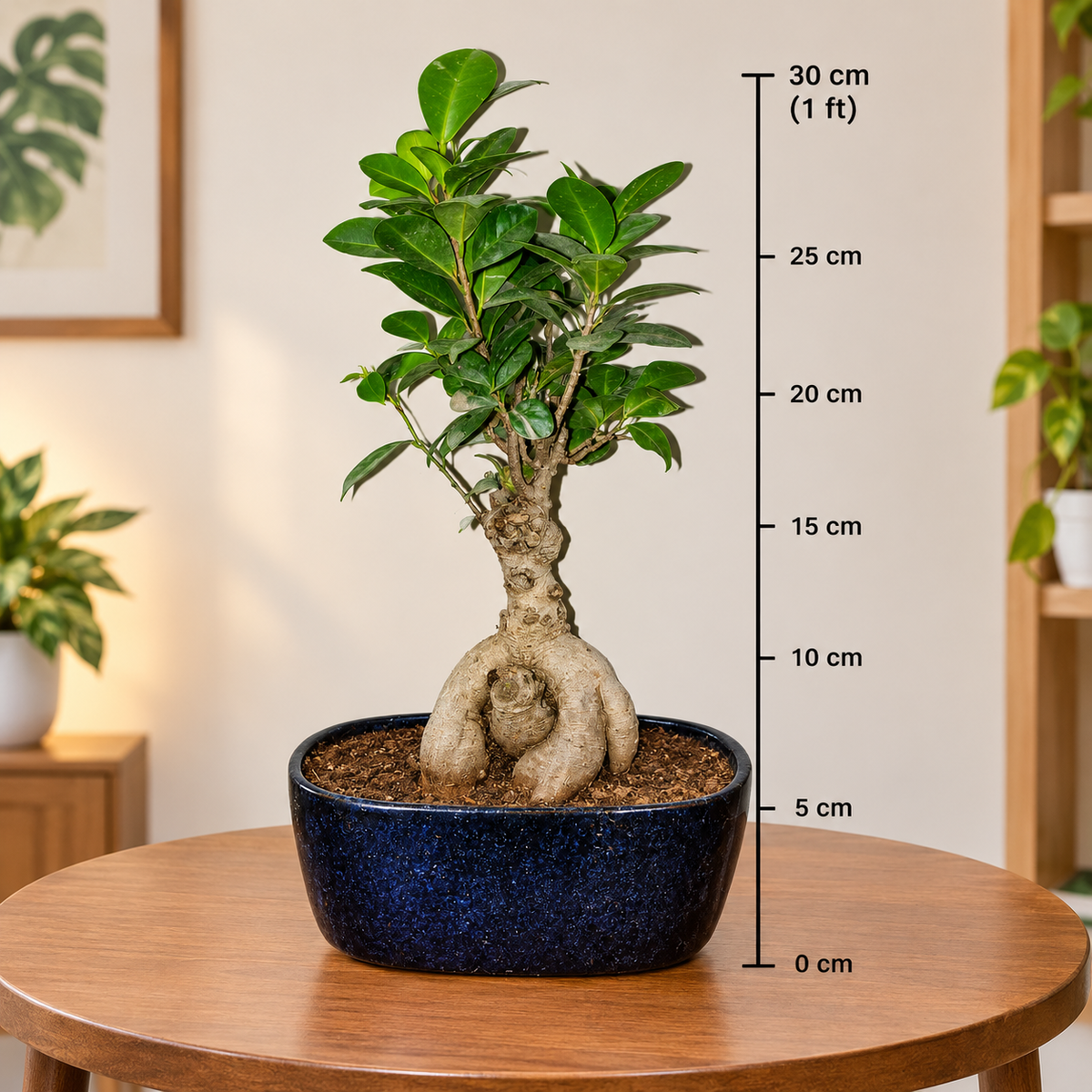 Ficus Ginseng Root Bonsai Plant Live | Ficus Microcarpa Bonsai Tree in Decorative blue Pot | Indoor Home & Office Plant