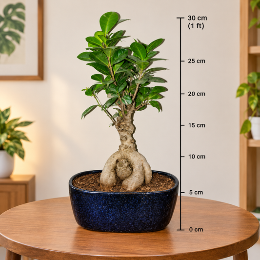 Ficus Ginseng Root Bonsai Plant Live | Ficus Microcarpa Bonsai Tree in Decorative blue Pot | Indoor Home & Office Plant