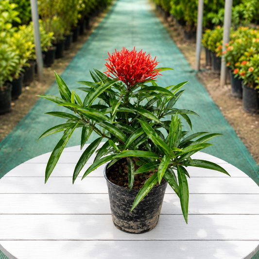 Axora Red plant  in 6 inch Nursery pot