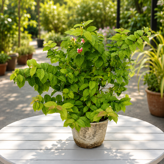 Madhumalti flower plant in 8 inch pot