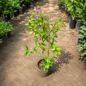 Shooting Star Plant (Purple Star) – Beautiful Purple Flowering Plant for Garden & Pots