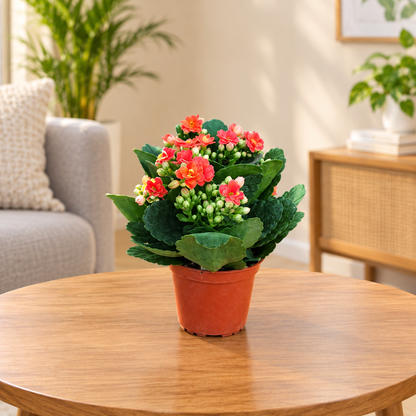 Kalanchoe Flower Plant 6 inch nursery pot– Red & Pink Flowers