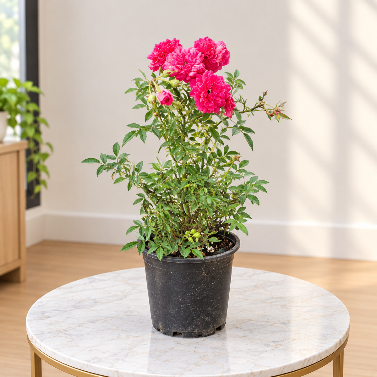 rose miniature plant in 6Inch nursery pot
