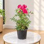 rose miniature plant in 6Inch nursery pot