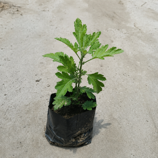Guldaudi flower plant in 4 inch polybag