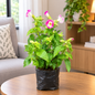 Torenia season plant in 4 inch ploybag