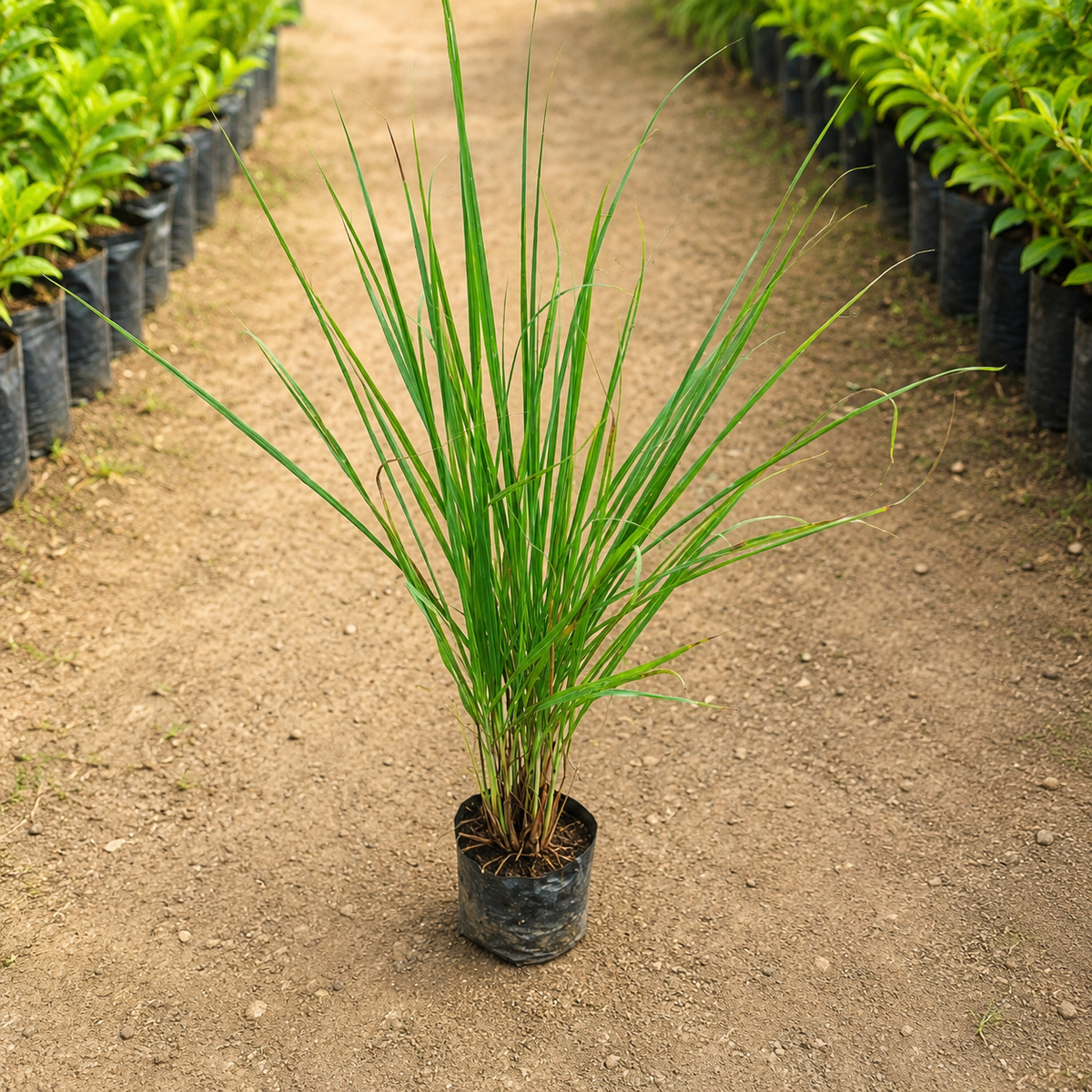 Lemon grass plant in 4 inch polybag