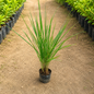 Lemon grass plant in 4 inch polybag