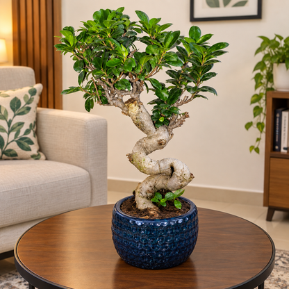 S Bonsai Plant Live | Twisted Trunk Ginseng Ficus Bonsai Tree with Decorative Pot | Indoor Ornamental Plant