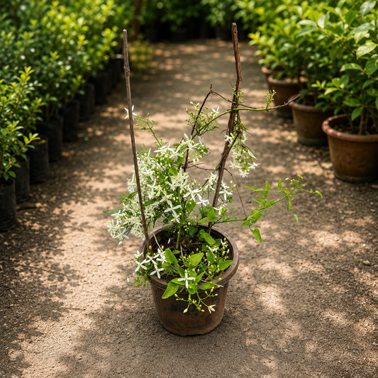 Clematis Vine / Ranjai Bel White Plant in 8 Inch Pot – Beautiful White Flowering Climber