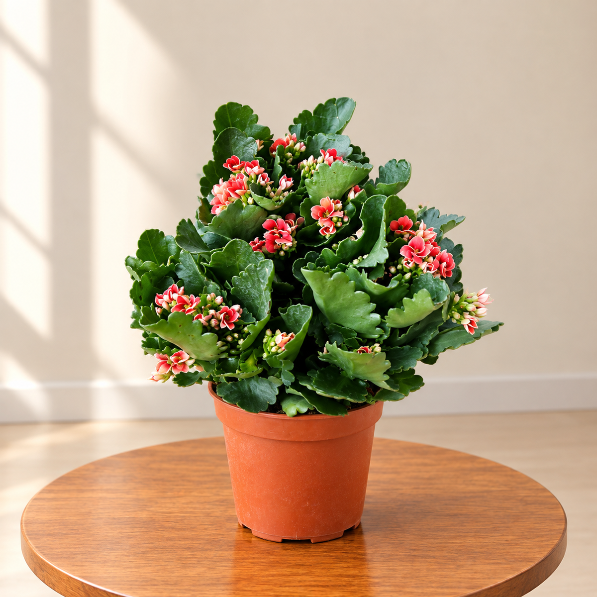 Kalanchoe Flower Plant 6 inch nursery pot– Red & Pink Flowers