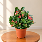 Kalanchoe Flower Plant 6 inch nursery pot– Red & Pink Flowers