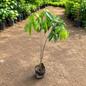 Litchi Fruit Plant | Live Litchi Plant | Lychee Fruit Plant for Home Garden