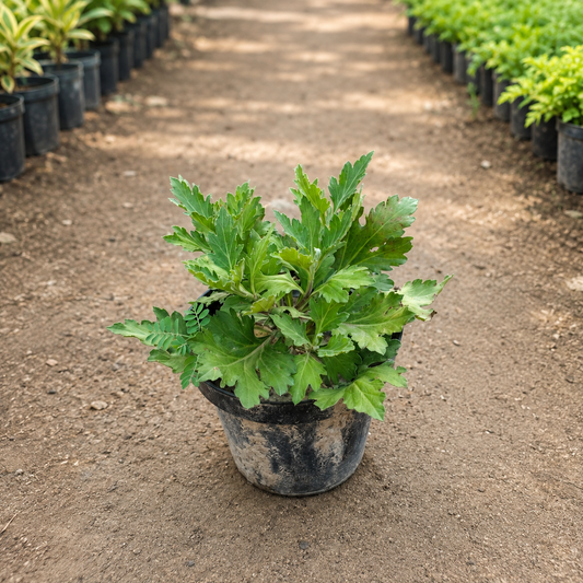 Guldaudi flower plant in 6 inch pot
