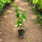 Mussaenda White Plant – Beautiful White Bracts & Yellow