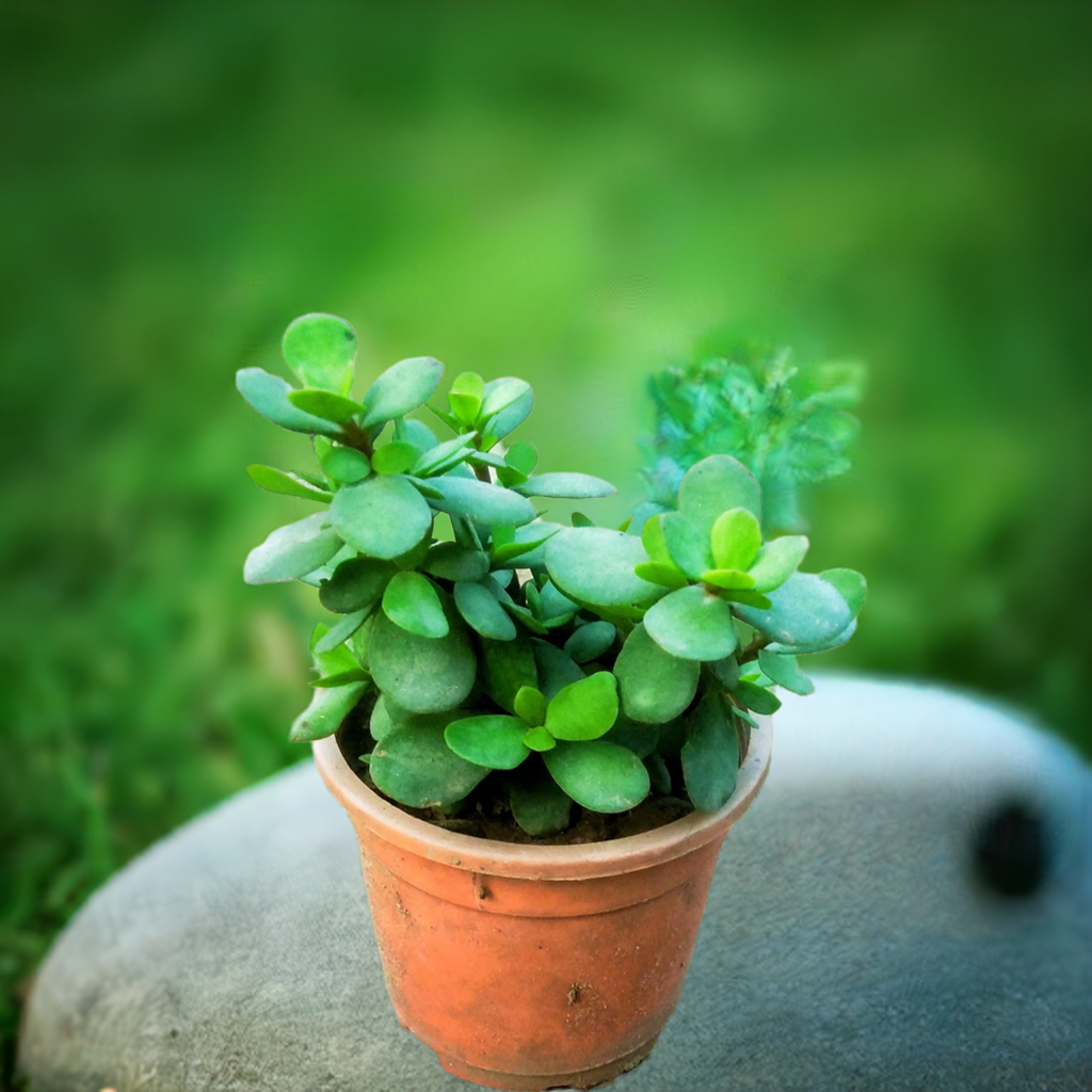 afra jade plant Jade plant (Portulacaria afra) in 4 inch black pot – Plantncr