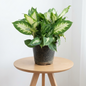 Dieffenbachia Camille plant in a 6 inch polybag on a wooden table