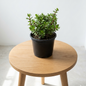 jade plant crassula ovata indoor succulent plant in pot  
lucky money plant for home vastu jade plant india  
small jade plant indoor decor table plant  
low maintenance succulent jade plant nursery pot