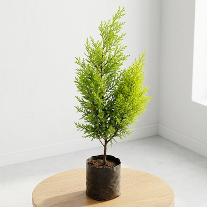 lemon cypress goldcrest plant in pot indoor outdoor decor  
fragrant cypress plant for home balcony decoration  
cupressus macrocarpa goldcrest small tree in pot  
decorative evergreen cypress plant india