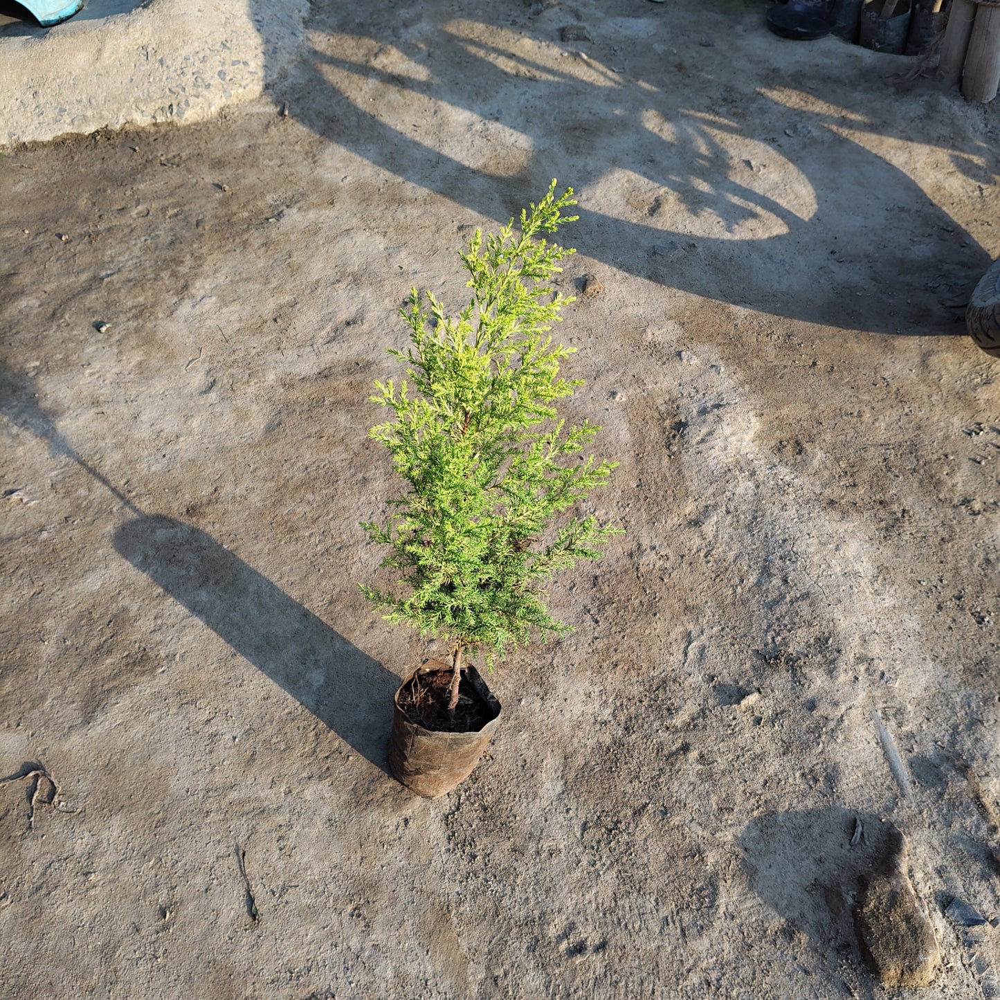 lemon cypress goldcrest plant in pot indoor outdoor decor  