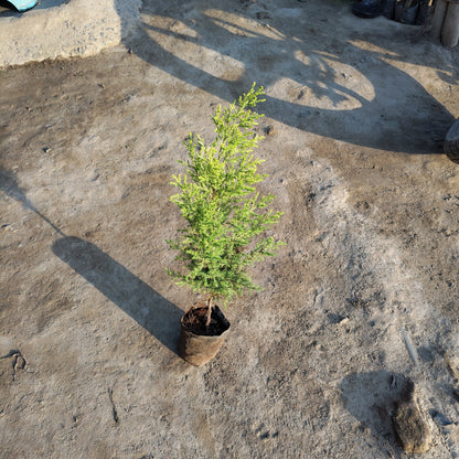 lemon cypress goldcrest plant in pot indoor outdoor decor  