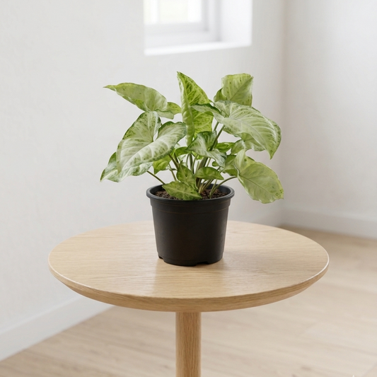 Lush Syngonium plant decorating a bright, modern minimalist room