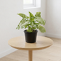 Lush Syngonium plant decorating a bright, modern minimalist room