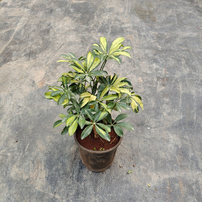 Close-up of the yellow and green hand-shaped leaves of a Schefflera plant