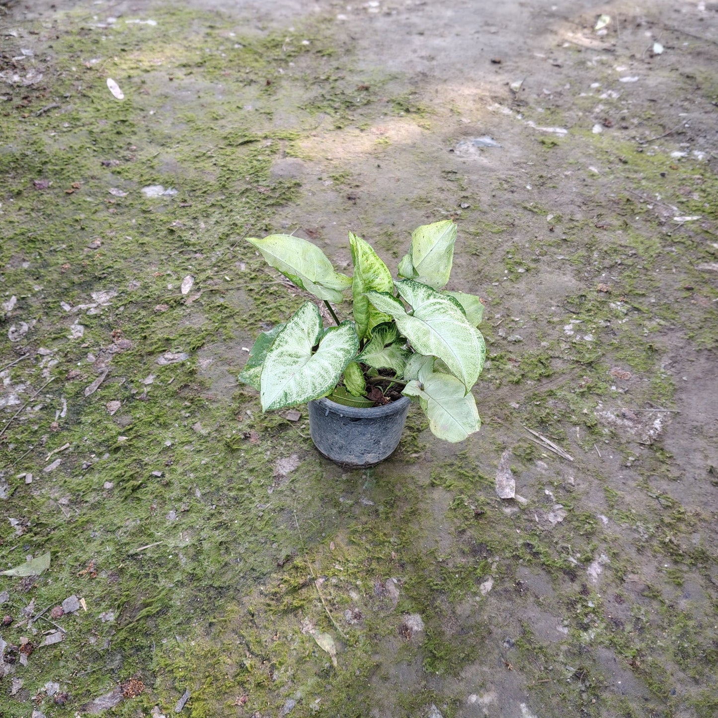 Variegated Syngonium Arrowhead plant in a 6 inch polybag on a wooden stand