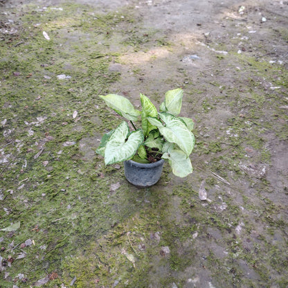 Variegated Syngonium Arrowhead plant in a 6 inch polybag on a wooden stand